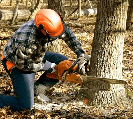 Tree Removal in Arlington, NE